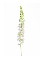 Eremurus creme 105cm